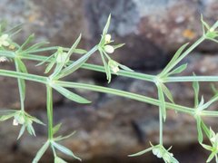 Galium microphyllum