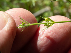 Galium microphyllum