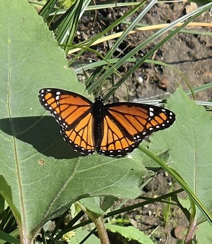 Viceroy