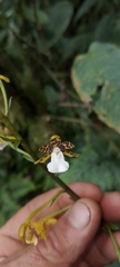 Warreopsis colorata (Warreopsis colorata)