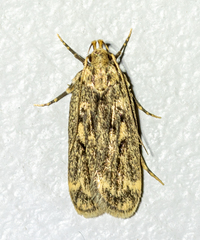 Martyringa latipennis
