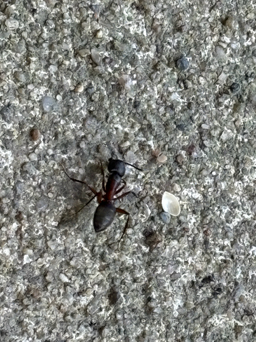 Ferruginous Carpenter Ant