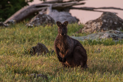 Osphranter robustus robustus