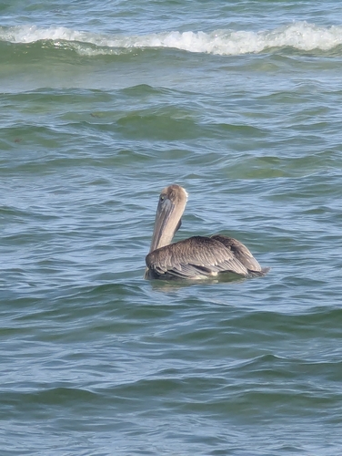 Brown Pelican observed by sydneyfbarnes