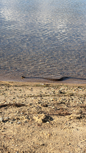 Common Watersnake observed by iluvhillsidepark