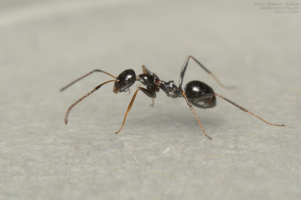 Lepisiota melas