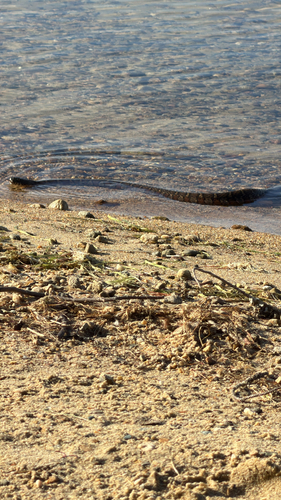 Common Watersnake observed by iluvhillsidepark