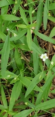 Moehringia macrophylla