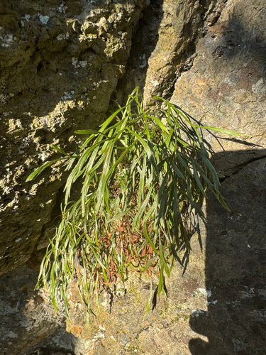 northern spleenwort