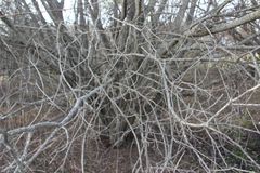 Salix × reichardtii