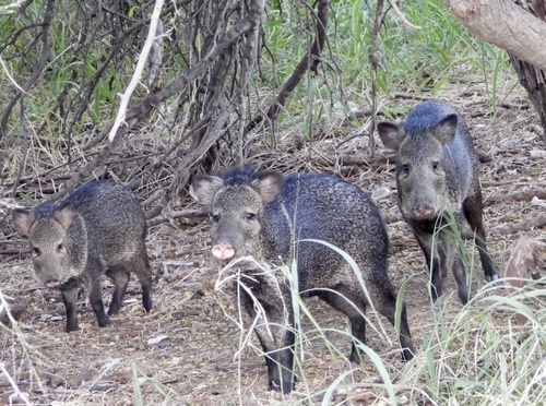 Collared Peccary