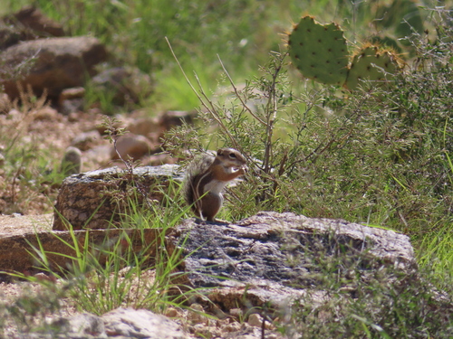 Harris' Antelope Squirrel observed by lorax4