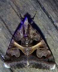 Drasteria grandirena
