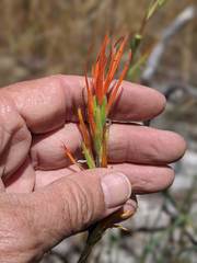 Castilleja minor