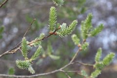 Salix × reichardtii
