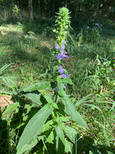 great blue lobelia
