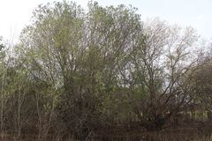 Salix × reichardtii