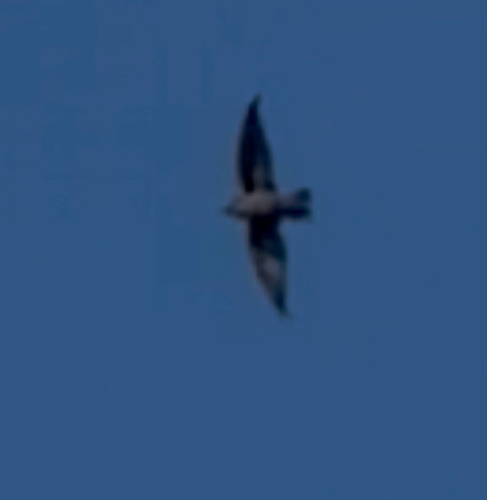 Chimney Swift observed by fopsnerd
