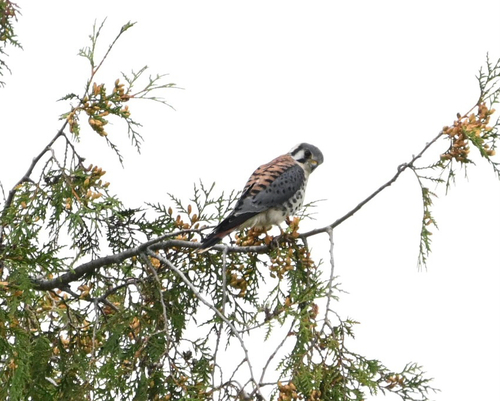American Kestrel observed by scoombes