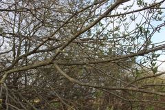 Salix × reichardtii