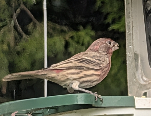 House Finch observed by melissaruede