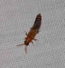 Distremocephalus texanus