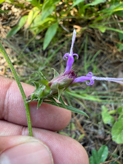Liatris squarrosa, photograph (c) Brandon Corder, some rights reserved (CC BY)