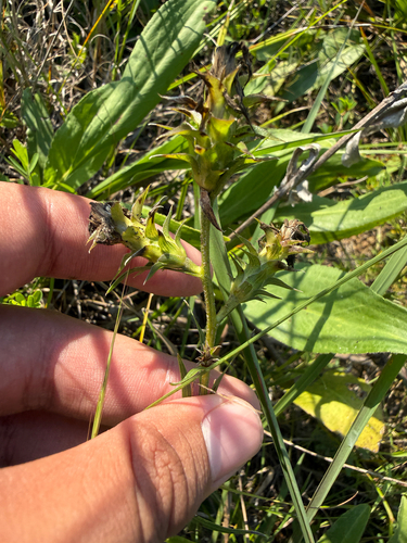 Liatris squarrosa, photograph 5