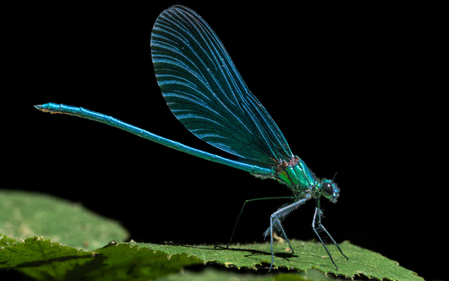 Beautiful Demoiselle