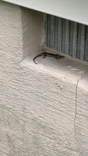 Common Five-lined Skink observed by sugarnugg