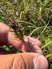 Liatris squarrosa, photograph (c) Brandon Corder, some rights reserved (CC BY)