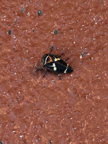Eurymeloides pulchra observed 2026-09-02