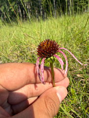 Echinacea laevigata