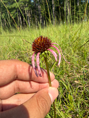 Echinacea laevigata, photograph (c) Brandon Corder, some rights reserved (CC BY)