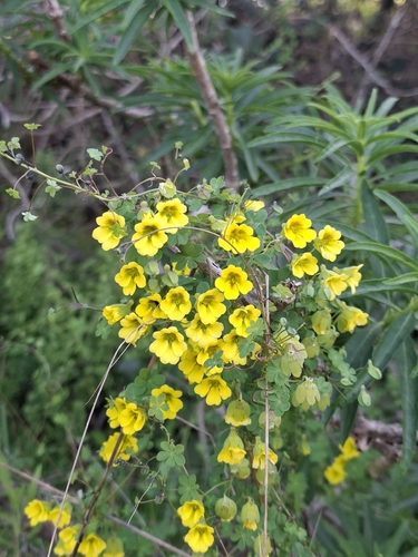 Tropaeolum brachyceras, photograph 2