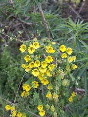 Tropaeolum brachyceras, photograph (c) Orlando Fuenzalida, some rights reserved (CC BY)