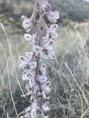 Delphinium wootonii