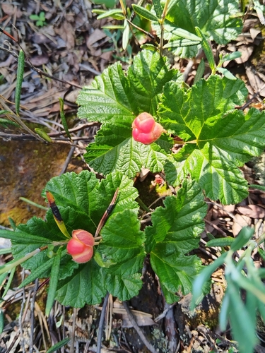 cloudberry