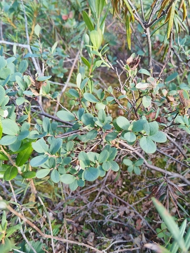 bog bilberry