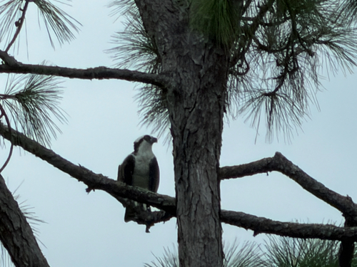 Osprey observed by expresscookie