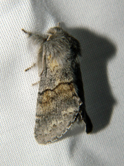 Gluphisia lintneri