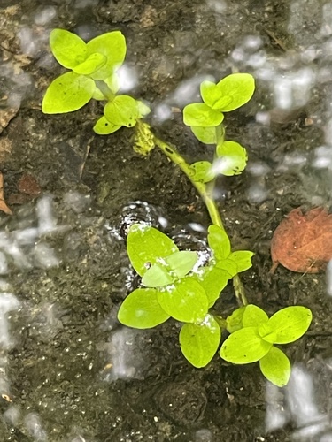 Tropical waterhyssop (Bacopa innominata)