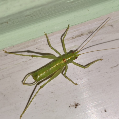 Southern Oak Bush-cricket