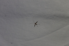 Macrocera