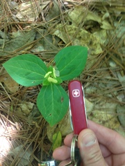 Trillium discolor