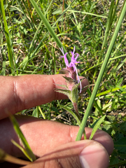 Liatris squarrosa, photograph (c) Brandon Corder, some rights reserved (CC BY)