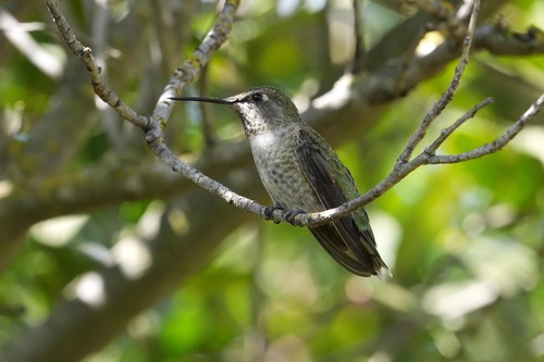 Anna's Hummingbird observed by edwardrooks