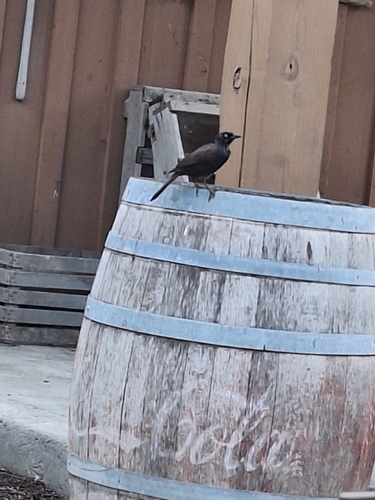 Common Grackle observed by boopadebeppo