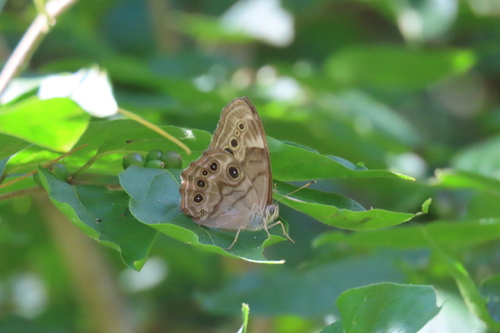 Northern Pearly-eye