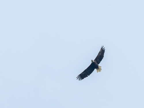 Bald Eagle observed by xpan18